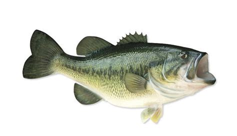 fish game for sale|Game and Bait Fish — Hilltop Hatcheries.